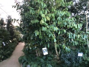 時期ではないので割いている椿はなかったが椿の数はとても多かった。2025年10月撮影