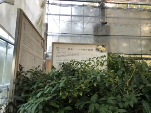 椿園の入り口にある説明板　2025年10月撮影